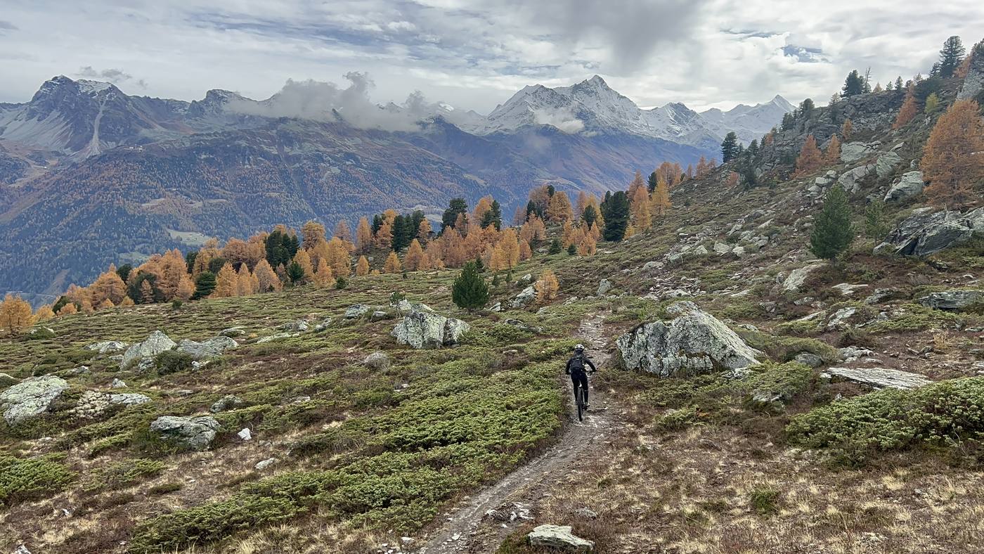 Mountainbiker auf einem Singletrail zwischen goldenen Lärchen, verschneite Gipfel im Hintergrund, Herbst-Riding im Wallis