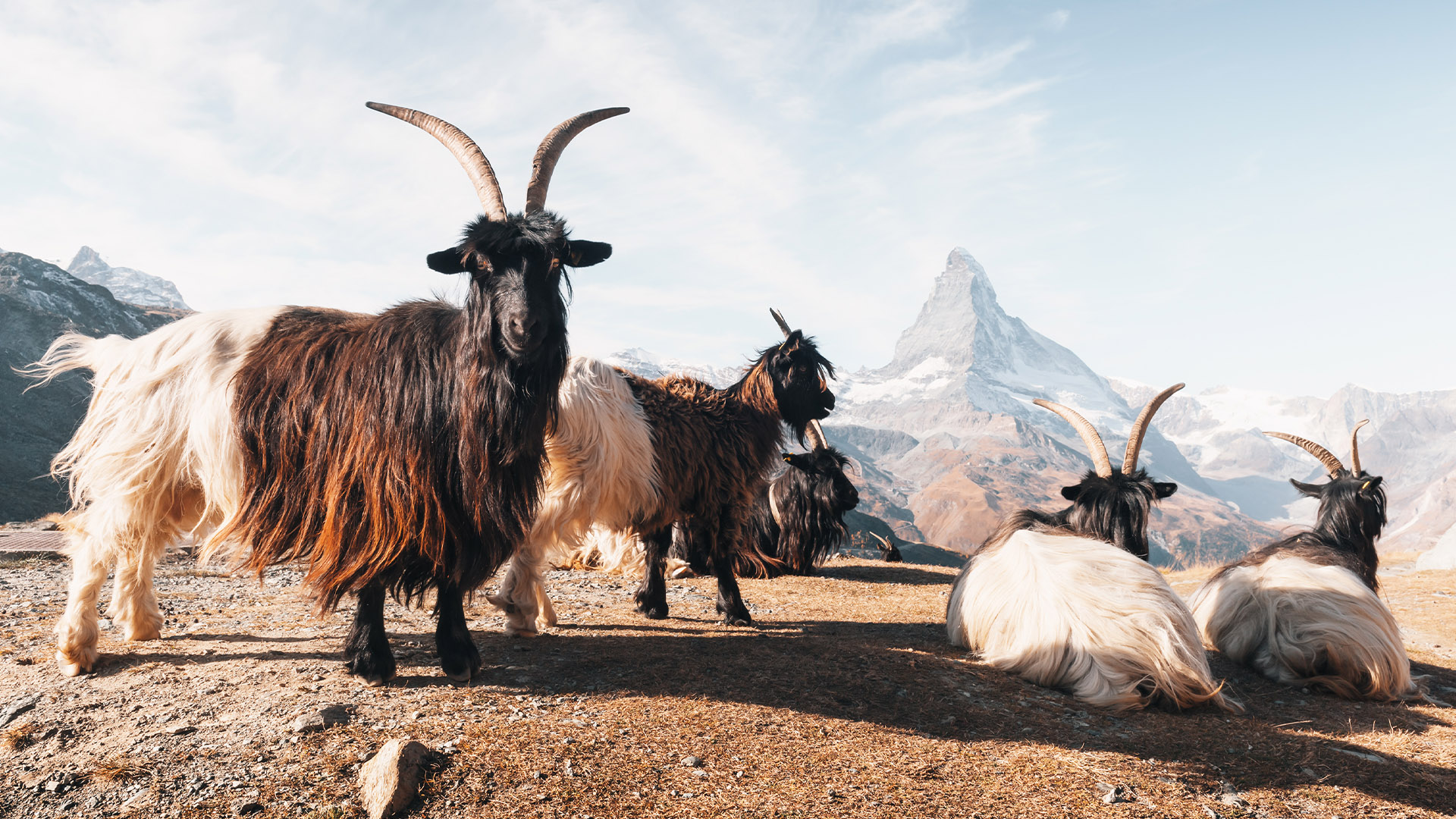 All inclusive MTB holidays in Switzerland