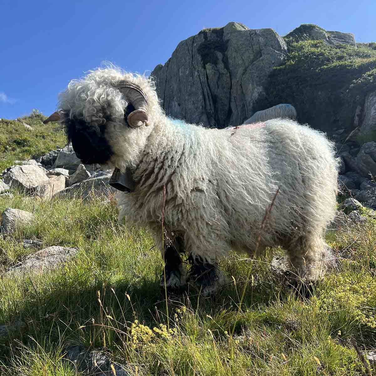enduro-mountainbike-trip-swiss-alps