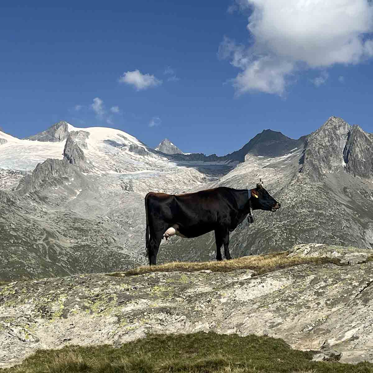 guided-mountainbike-holidays-switzerland