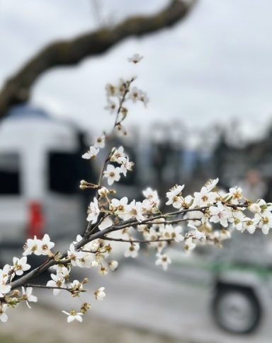 Shuttles | Oberwallis
